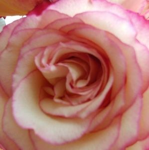 Meet your Posher, Paula